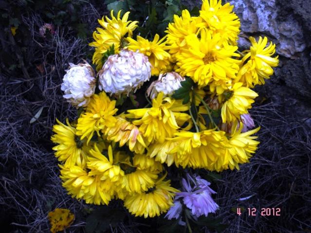 Name:  DSC03023.jpg
Views: 532
Size:  65.2 KB