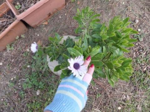 Name:  DSCF9540.jpg
Views: 607
Size:  39.9 KB