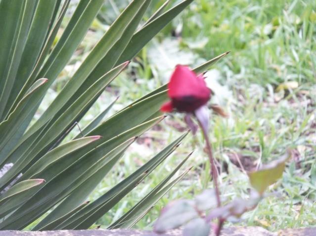 Name:  DSCF9543.jpg
Views: 577
Size:  50.7 KB