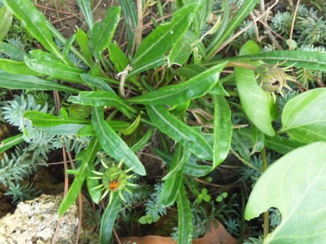 Name:  DSCF9551.jpg
Views: 577
Size:  63.3 KB