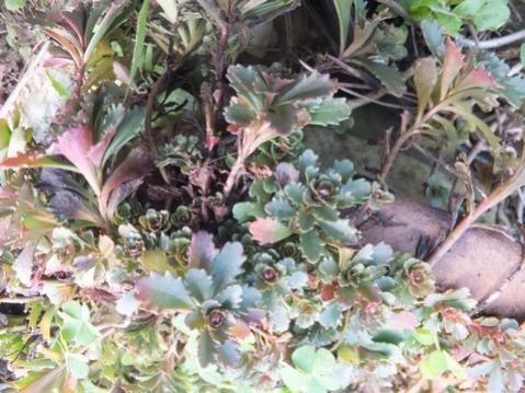 Name:  DSCF9571.jpg
Views: 595
Size:  43.0 KB