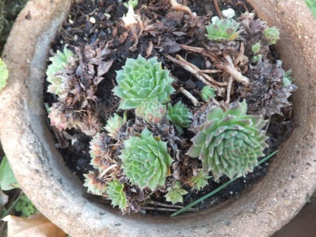 Name:  DSCF9573.jpg
Views: 616
Size:  64.1 KB
