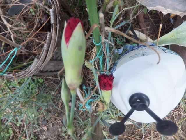 Name:  DSCF9579.jpg
Views: 609
Size:  58.1 KB