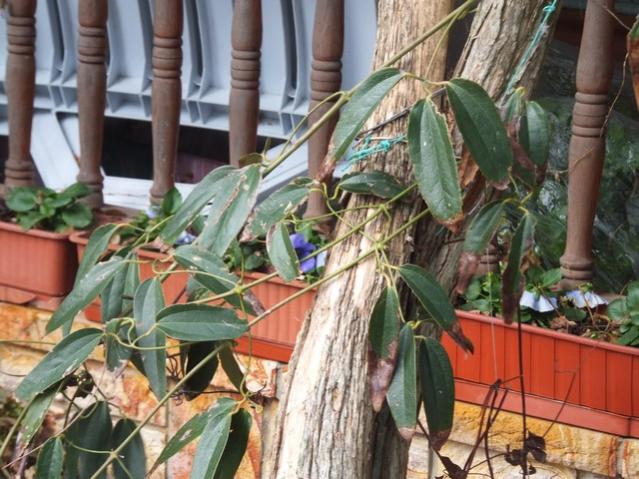 Name:  DSCF9581.jpg
Views: 590
Size:  62.3 KB