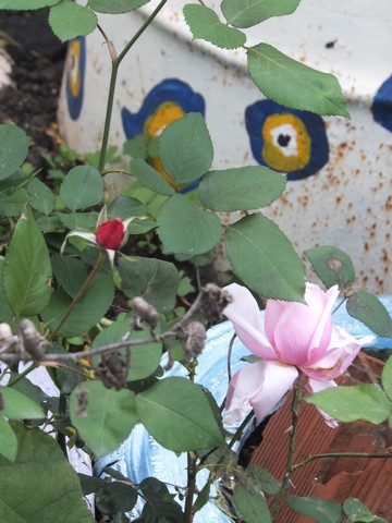 Name:  DSCF9606.jpg
Views: 601
Size:  65.8 KB