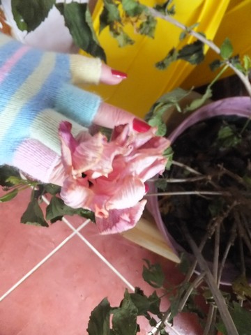 Name:  DSCF9611.jpg
Views: 610
Size:  53.4 KB