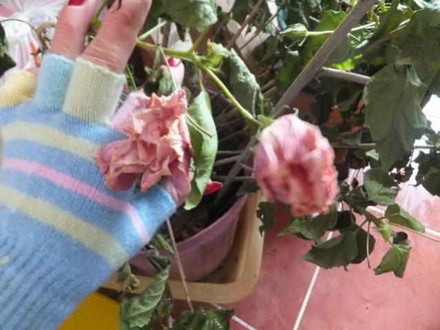 Name:  DSCF9613.jpg
Views: 598
Size:  47.5 KB