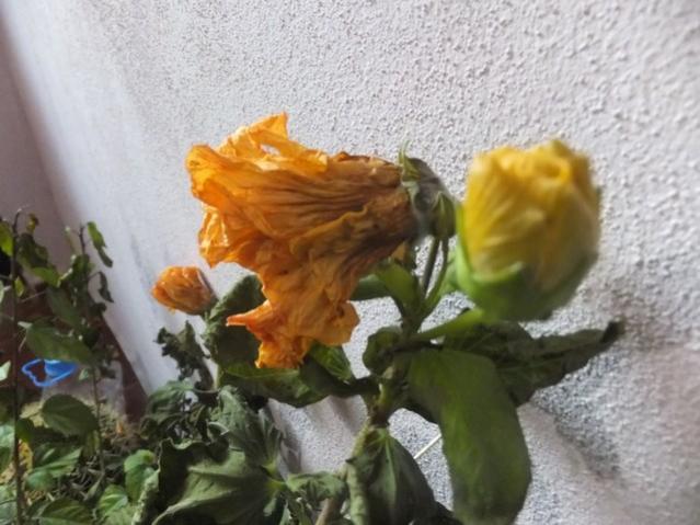 Name:  DSCF9616.jpg
Views: 602
Size:  47.0 KB