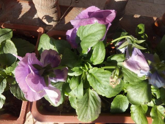 Name:  DSCF9649.jpg
Views: 533
Size:  51.2 KB