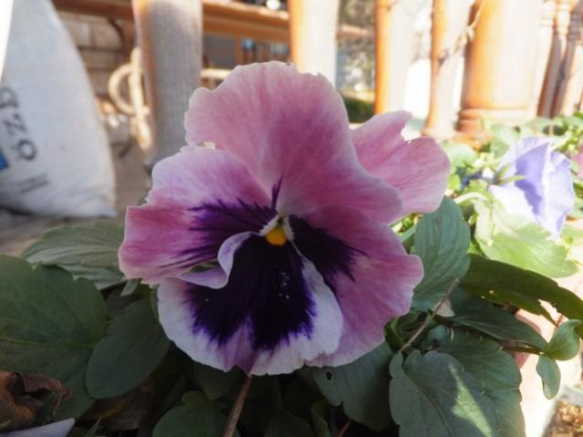 Name:  DSCF9650.jpg
Views: 574
Size:  35.9 KB
