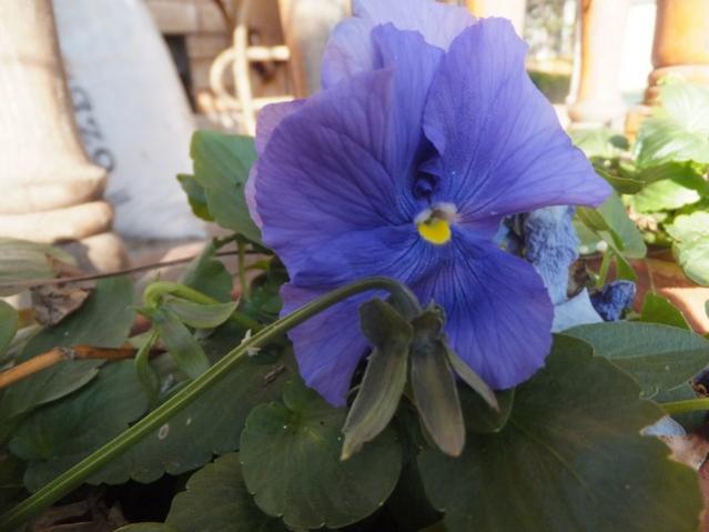 Name:  DSCF9651.jpg
Views: 542
Size:  35.9 KB