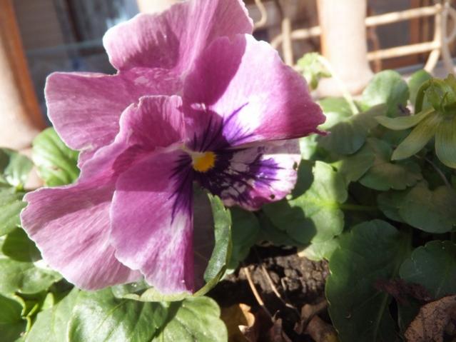 Name:  DSCF9654.jpg
Views: 558
Size:  42.4 KB