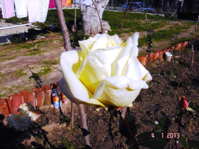 Name:  DSC03117.jpg
Views: 744
Size:  58.9 KB
