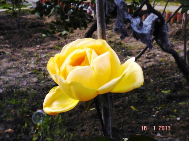 Name:  DSC03173.jpg
Views: 728
Size:  46.7 KB