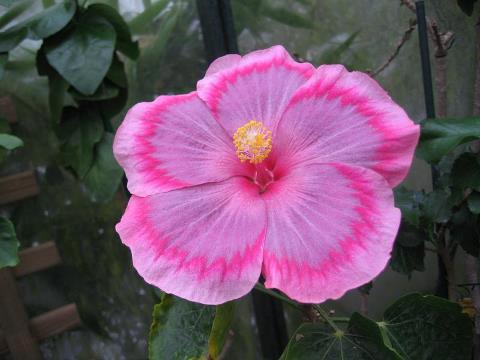 Name:  64981_560504700646277_138233750_n.jpg
Views: 584
Size:  24.7 KB