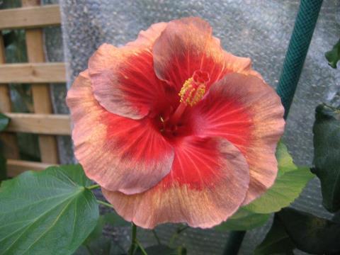 Name:  537113_560502027313211_1114111315_n.jpg
Views: 594
Size:  26.4 KB