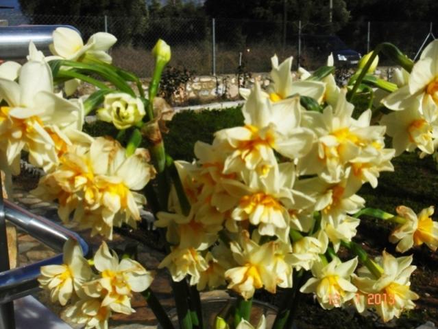 Name:  DSC03136.jpg
Views: 677
Size:  54.6 KB