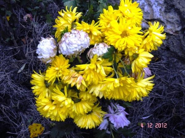 Name:  DSC03023.jpg
Views: 658
Size:  58.1 KB
