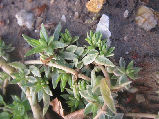 Name:  sedum lineare.JPG
Views: 1111
Size:  60.4 KB