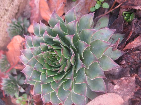 Name:  sempervivum.JPG
Views: 1055
Size:  60.3 KB