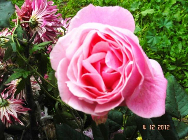 Name:  DSC03018.jpg
Views: 652
Size:  55.9 KB