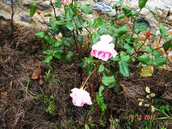 Name:  DSC03078.jpg
Views: 646
Size:  73.9 KB