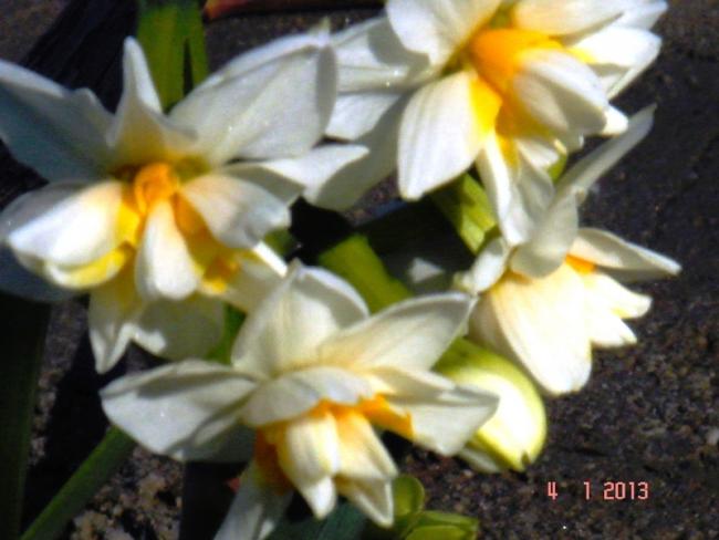 Name:  DSC03107.jpg
Views: 656
Size:  39.3 KB