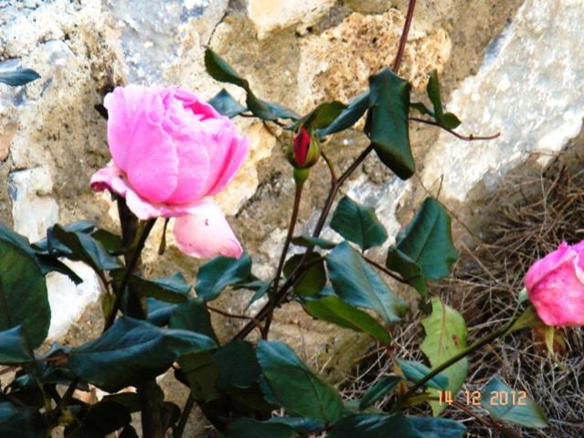 Name:  DSC03070.jpg
Views: 603
Size:  63.0 KB
