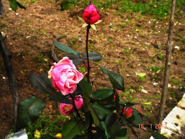 Name:  DSC03178.jpg
Views: 593
Size:  60.9 KB