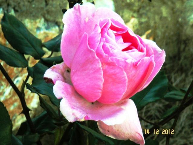 Name:  DSC03071.jpg
Views: 604
Size:  44.3 KB