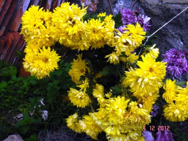 Name:  DSC03026.jpg
Views: 614
Size:  67.4 KB