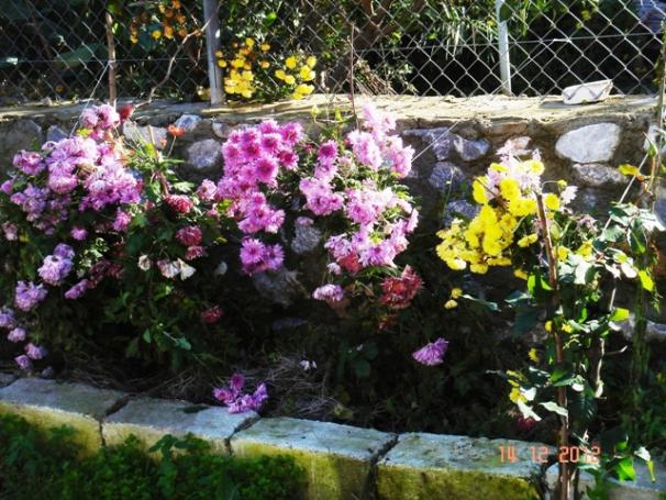 Name:  DSC03059.jpg
Views: 592
Size:  71.8 KB
