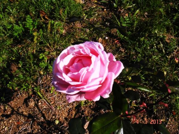 Name:  DSC03109.jpg
Views: 598
Size:  71.7 KB