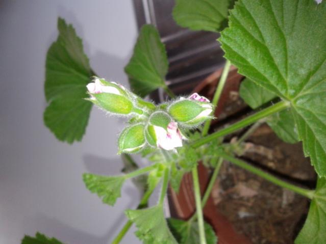 Name:  20130202_113531.jpg
Views: 632
Size:  31.5 KB