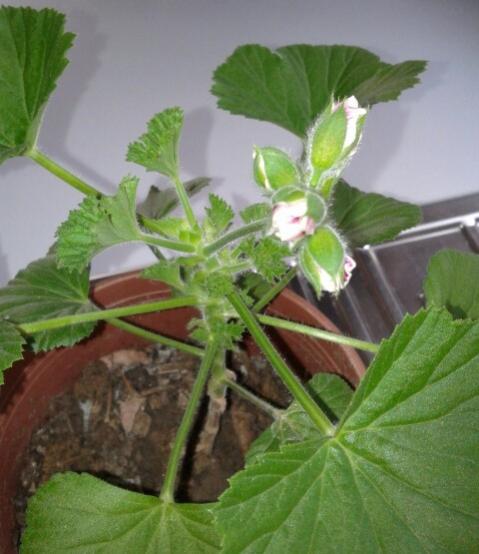 Name:  20130202_113545-1.jpg
Views: 624
Size:  36.4 KB