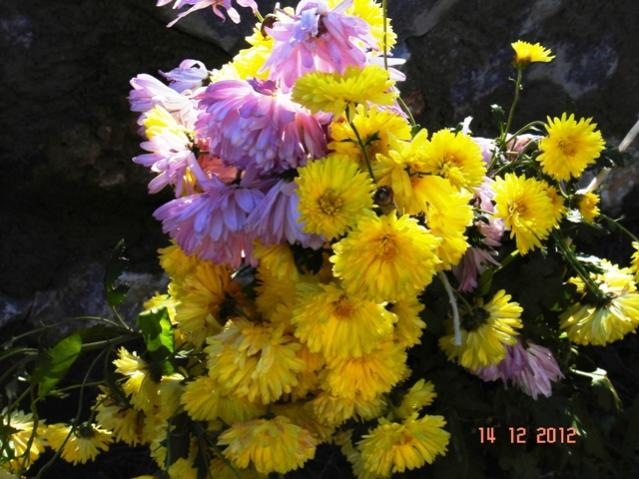 Name:  DSC03062.jpg
Views: 601
Size:  54.5 KB