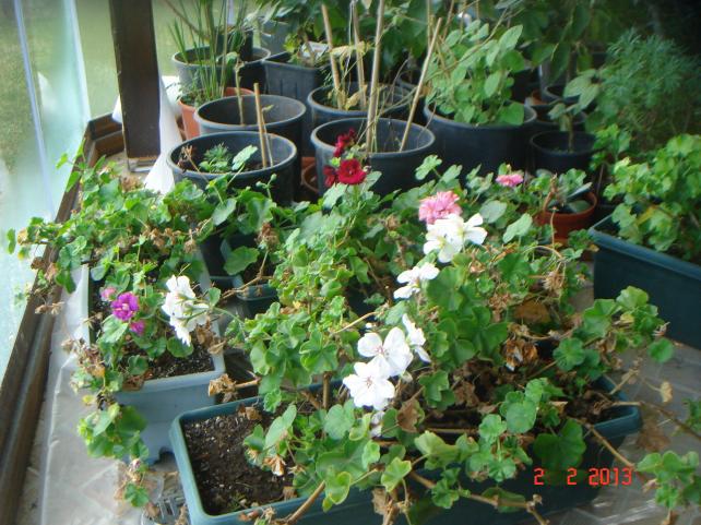 Name:  DSC02404.jpg
Views: 553
Size:  70.6 KB