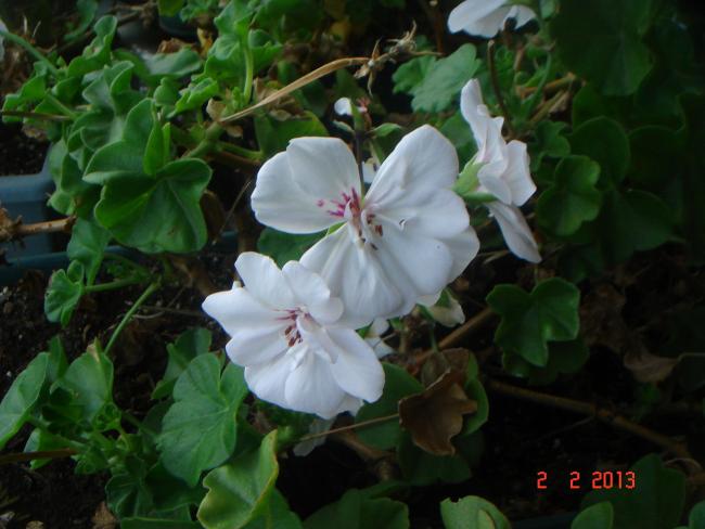Name:  DSC02405.jpg
Views: 565
Size:  41.5 KB
