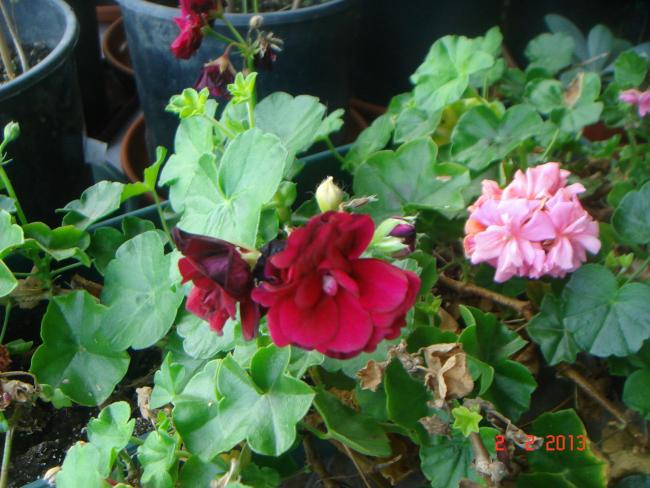 Name:  DSC02408.jpg
Views: 563
Size:  54.6 KB