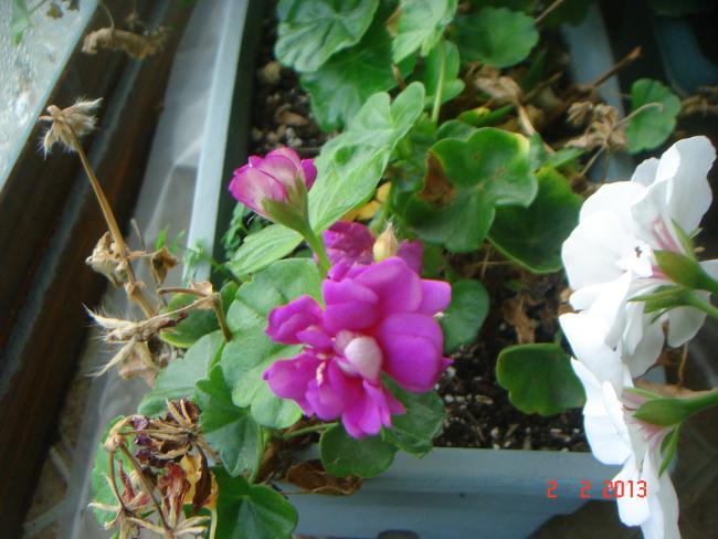 Name:  DSC02411.jpg
Views: 532
Size:  47.7 KB