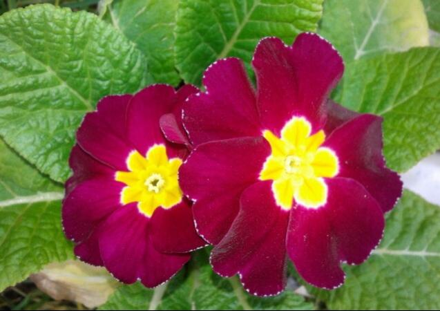 Name:  20130203_100737-1.jpg
Views: 1182
Size:  40.1 KB