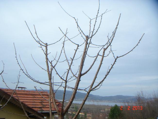 Name:  DSC02591.jpg
Views: 510
Size:  38.2 KB