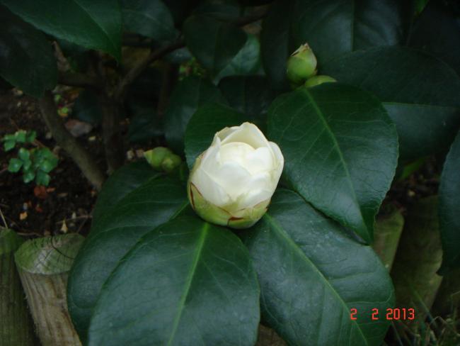 Name:  DSC02612.jpg
Views: 493
Size:  30.8 KB