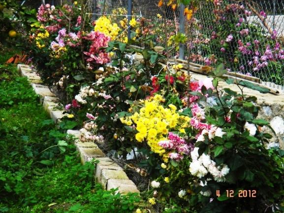 Name:  DSC03033.jpg
Views: 552
Size:  74.7 KB