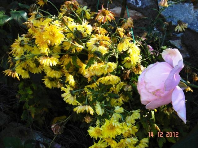 Name:  DSC03063.jpg
Views: 551
Size:  63.7 KB