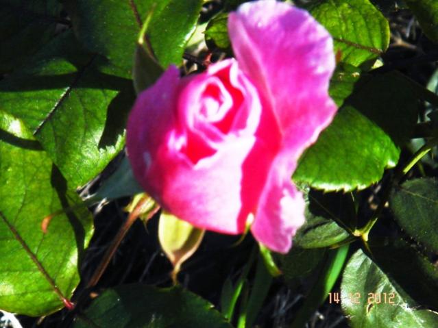Name:  DSC03069.jpg
Views: 558
Size:  44.7 KB