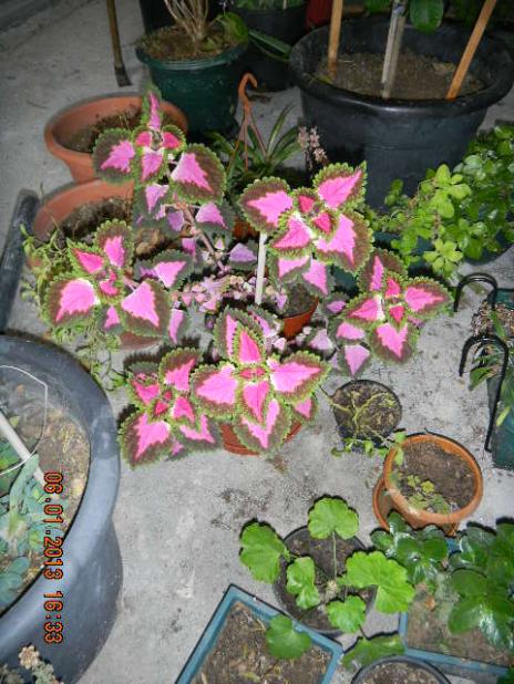Name:  DSCN2515.jpg
Views: 600
Size:  64.8 KB
