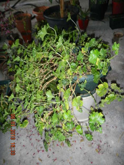 Name:  DSCN2517.jpg
Views: 569
Size:  64.6 KB