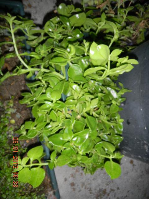 Name:  DSCN2520.jpg
Views: 710
Size:  52.3 KB