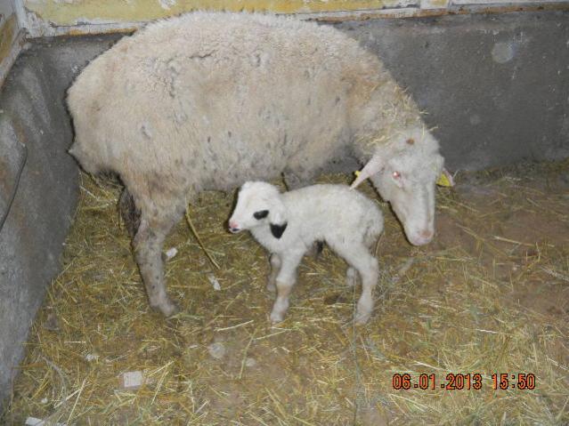 Name:  DSCN2485.jpg
Views: 524
Size:  54.9 KB